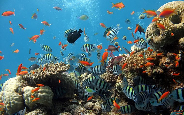 animals, fish, underwater - desktop wallpaper