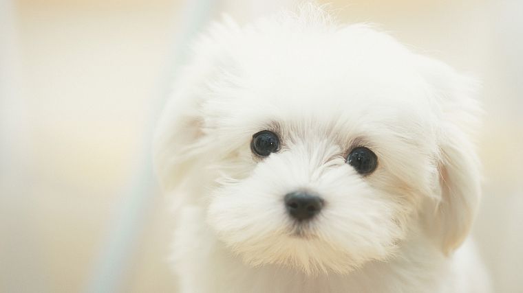 white, animals, dogs, Maltese - desktop wallpaper
