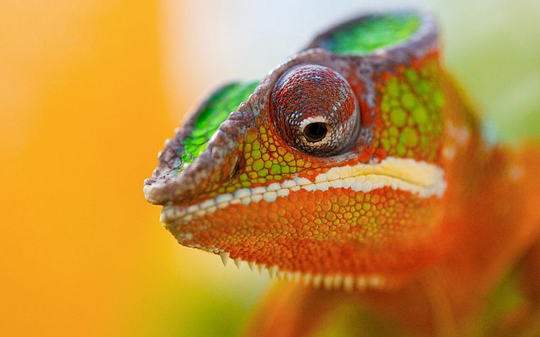 chameleons, reptiles, bright - desktop wallpaper