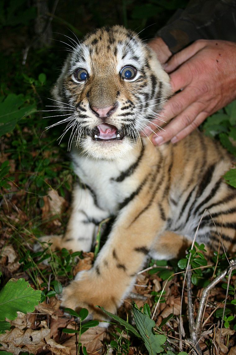 tigers, cubs - desktop wallpaper