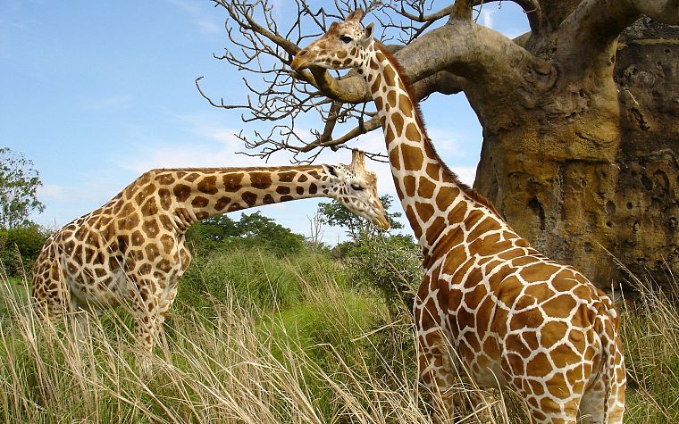 animals, giraffes - desktop wallpaper