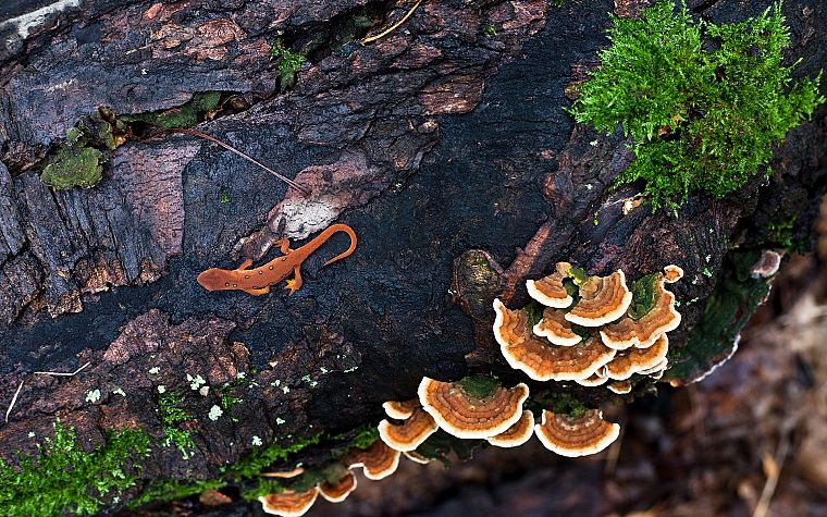 mushrooms, lizards - desktop wallpaper