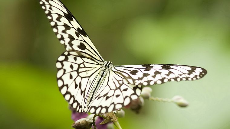 close-up, nature, butterflies - desktop wallpaper