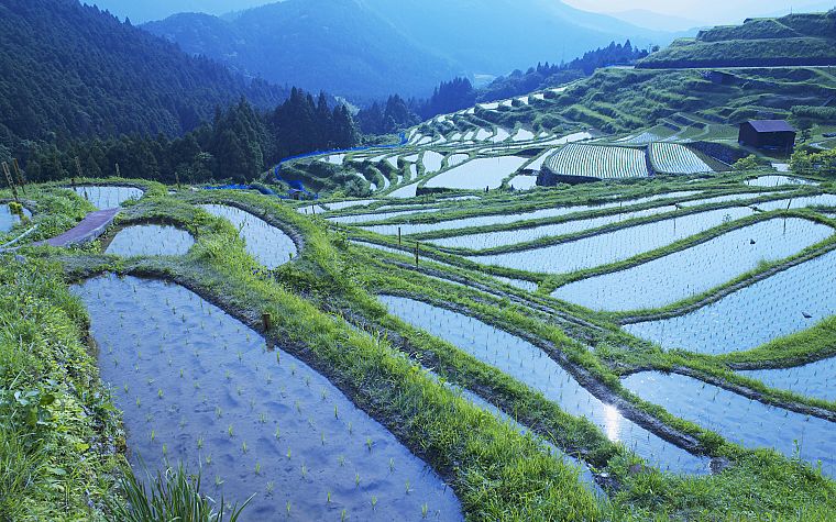 water, mountains, landscapes, fields, rice, terrace, hillside - desktop wallpaper