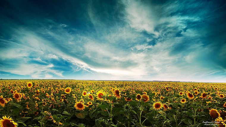 sunflowers - desktop wallpaper