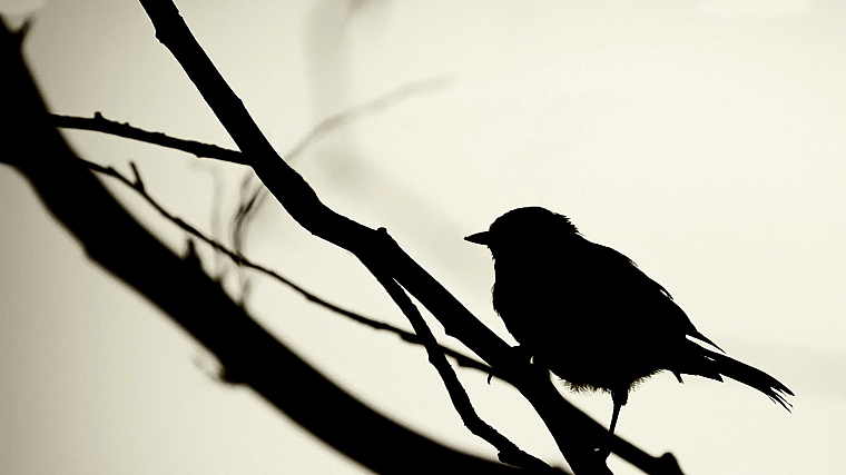 birds, silhouettes, grayscale, branches, white background - desktop wallpaper