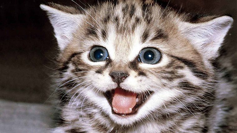 kittens - desktop wallpaper