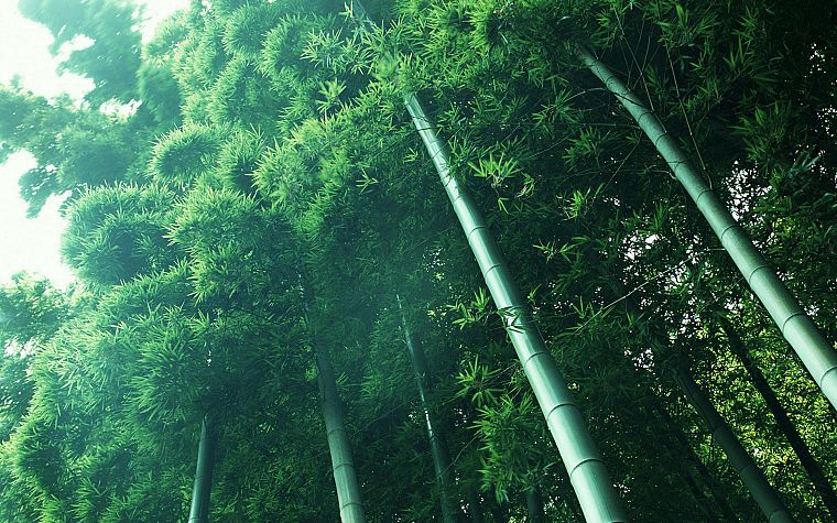 nature, forests, bamboo, woods - desktop wallpaper