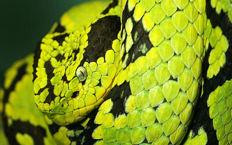snakes, toxic, Guatemalan Palm Viper - desktop wallpaper