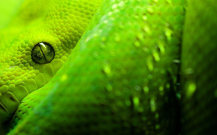 close-up, snakes, python, reptiles - desktop wallpaper