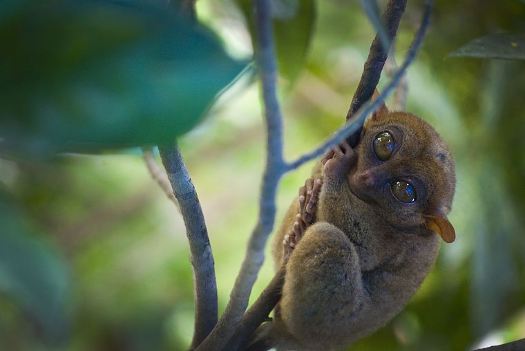 animals, monkeys, tarsiers - desktop wallpaper