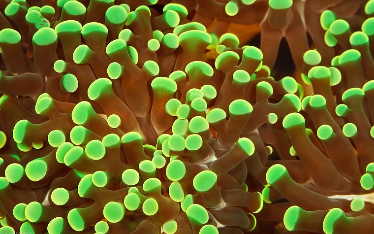 sea anemones, underwater, sealife - desktop wallpaper