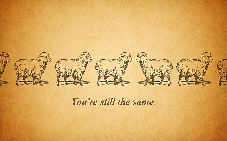 text, sheep - desktop wallpaper