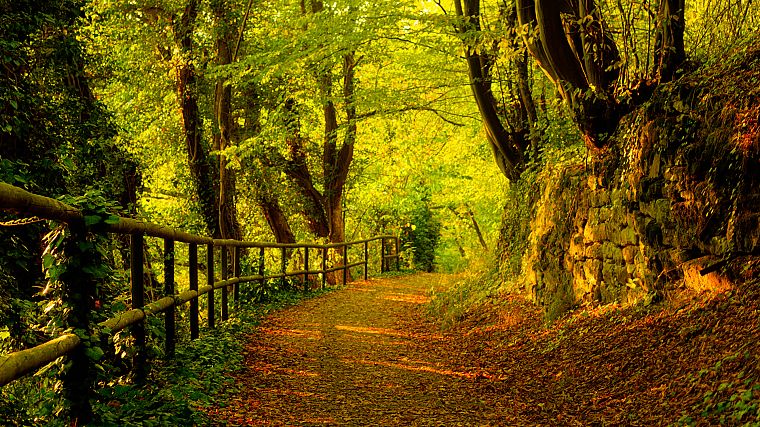 trees, autumn, forests, paths - desktop wallpaper