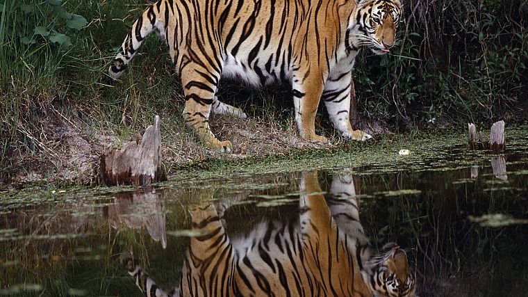 tigers - desktop wallpaper