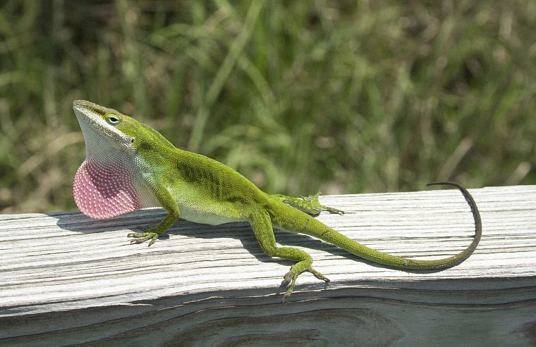 animals, lizards, reptiles - desktop wallpaper