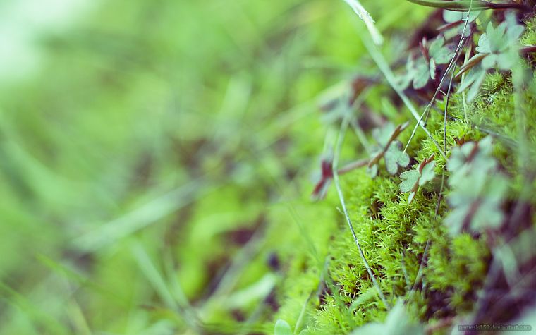 nature, grass, plants - desktop wallpaper