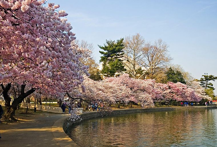 cherry blossoms, lakes - desktop wallpaper