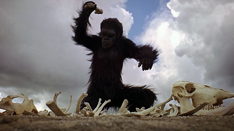 monkeys, odyssey, 2001, hominid - desktop wallpaper