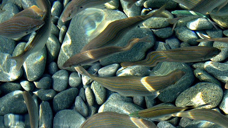 fish, pebbles, rivers - desktop wallpaper