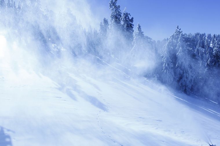 winter, snow, trees, fur - desktop wallpaper