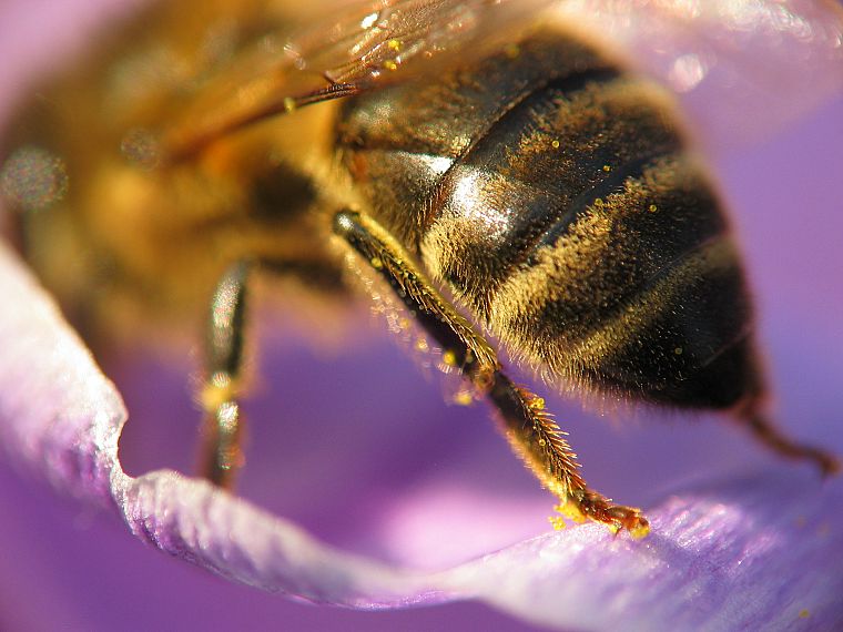 macro, bees - desktop wallpaper
