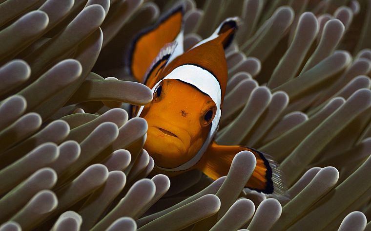 animals, reef, coral, clownfish - desktop wallpaper