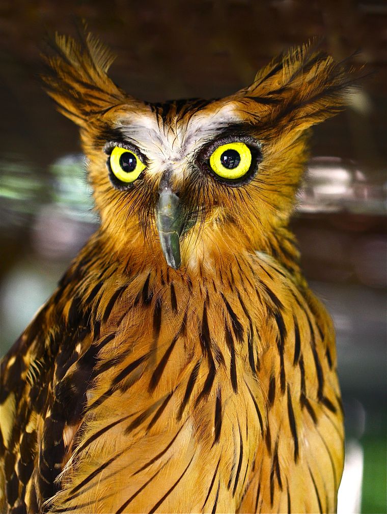 birds, animals, owls - desktop wallpaper