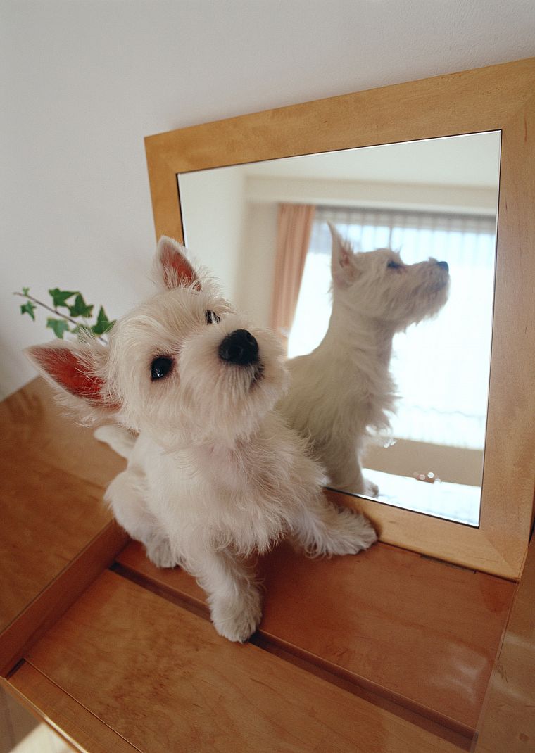 mirrors, animals, dogs - desktop wallpaper