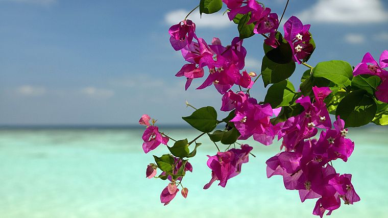 flowers, bougainvillea, sea - desktop wallpaper