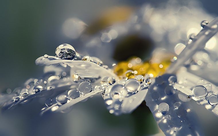 water, close-up, nature, rain, flowers, water drops, macro - desktop wallpaper