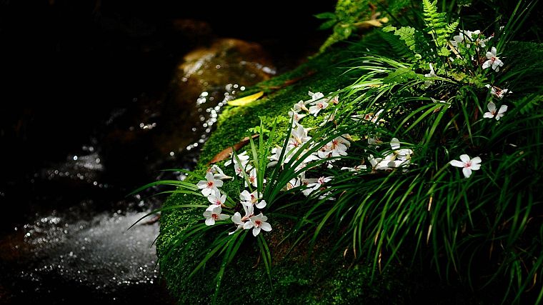 landscapes, flowers, moss - desktop wallpaper