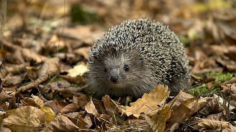 animals, hedgehogs, Pygmy hedgehogs - desktop wallpaper