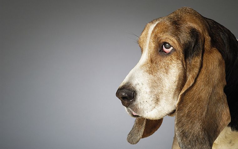 animals, dogs, basset hound - desktop wallpaper