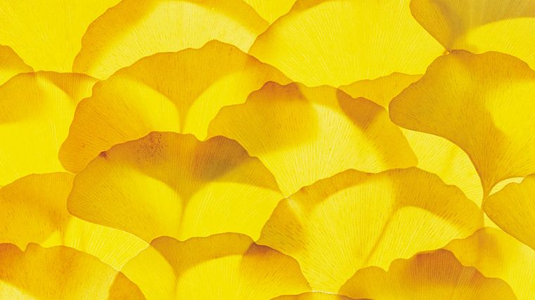 autumn, leaves, ginkgo - desktop wallpaper