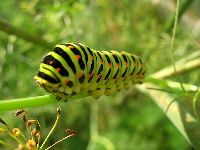 insects, caterpillars, bugs - desktop wallpaper