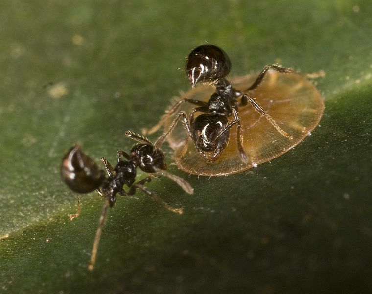 insects, ants - desktop wallpaper
