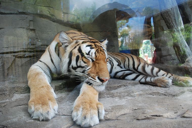 animals, tigers, sleeping - desktop wallpaper