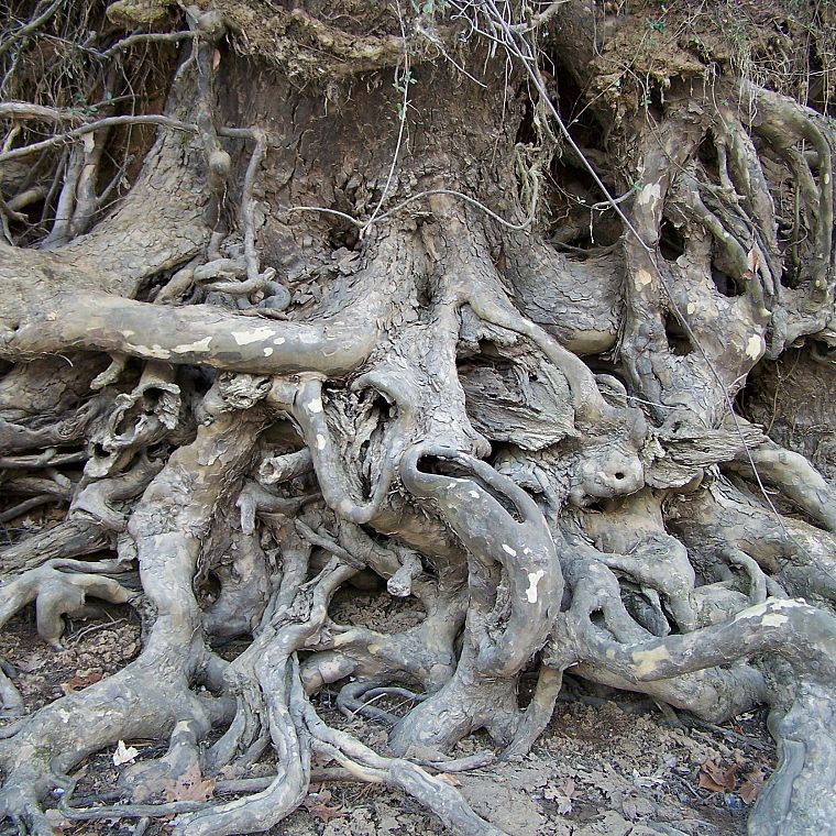 trees, roots - desktop wallpaper