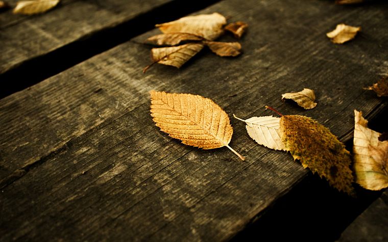 leaf, autumn, wood - desktop wallpaper