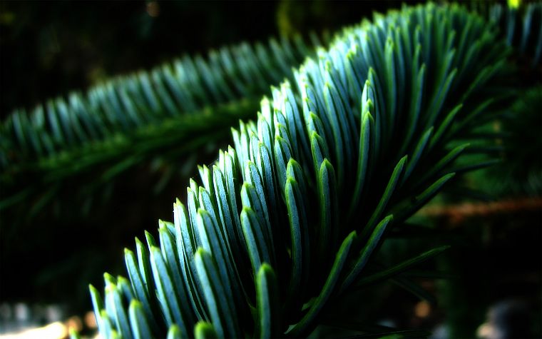 nature, plants, fir - desktop wallpaper