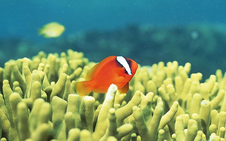fish, clownfish, sea anemones - desktop wallpaper
