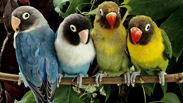 nature, birds, animals, parrots, love bird - desktop wallpaper