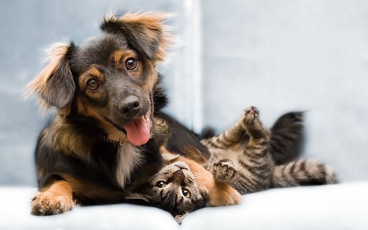cats, animals, dogs, kittens - desktop wallpaper