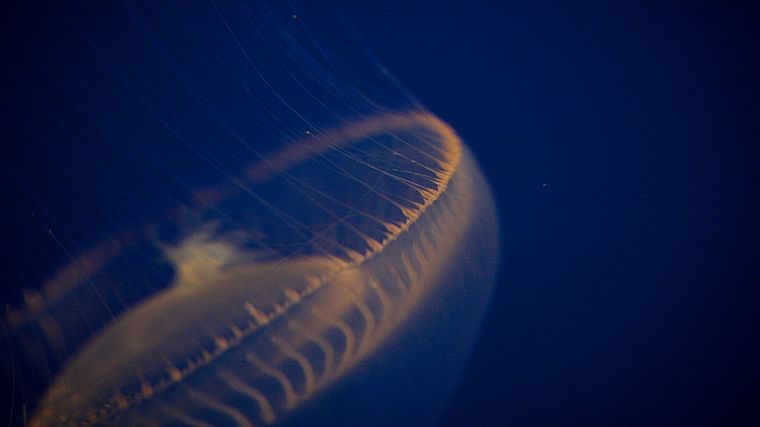 jellyfish, underwater - desktop wallpaper