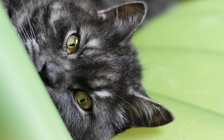 cats, animals, feline - desktop wallpaper