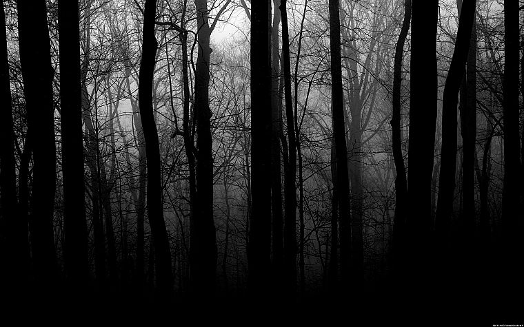 trees, forests, grayscale - desktop wallpaper