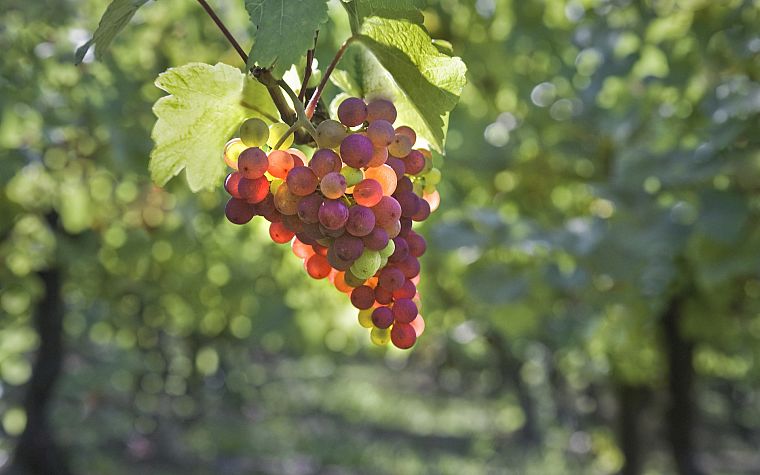fruits, grapes - desktop wallpaper