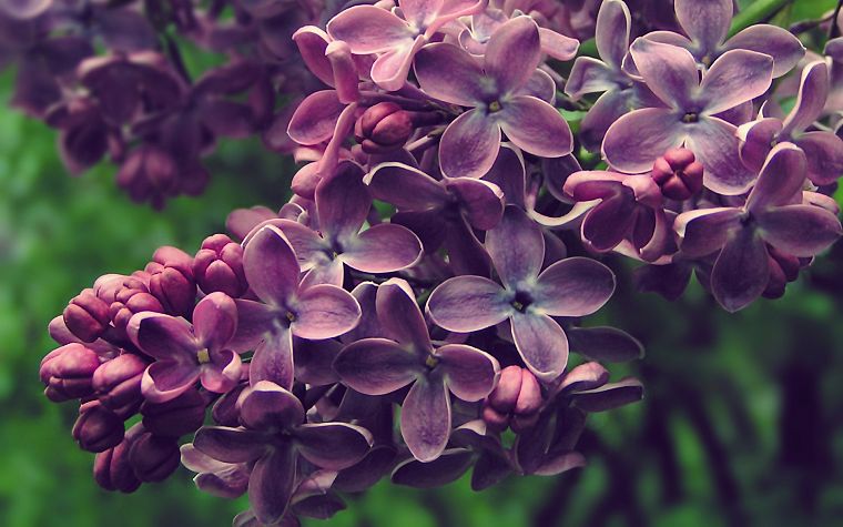 nature, flowers, spring, Blossom, lilac, purple flowers - desktop wallpaper