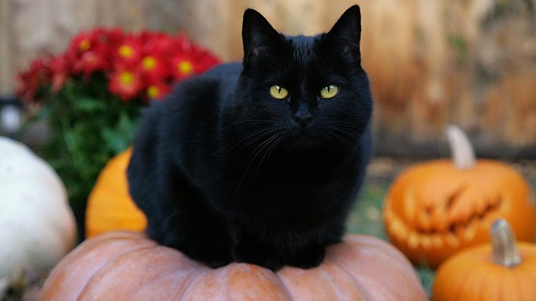 Black Cat, Halloween, pumpkins, jack-o-lanterns - desktop wallpaper